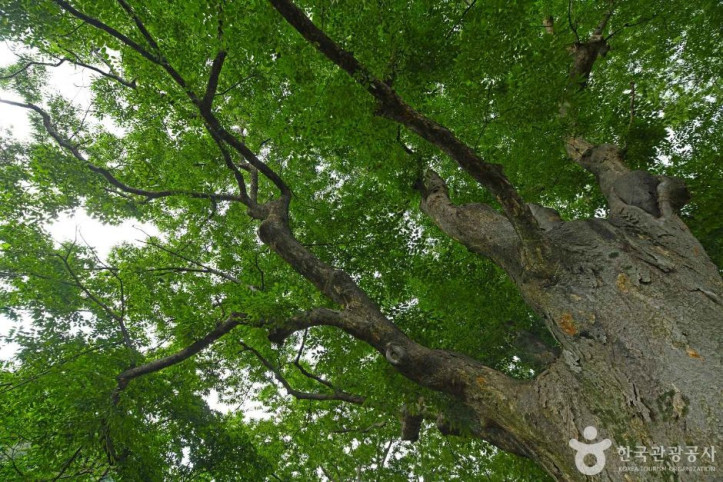 장수 봉덕리 느티나무 여행 추천 - 메고지고
