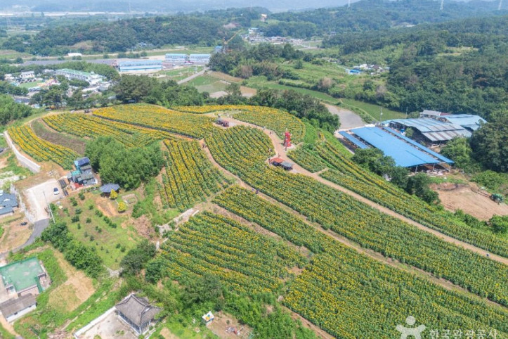 강주 해바라기마을 여행 추천 - 메고지고