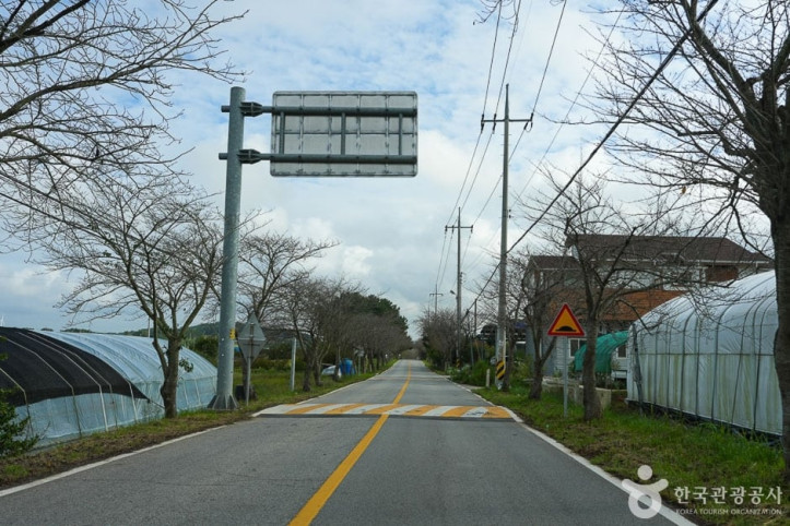 남면 벚꽃길 여행 추천 - 메고지고