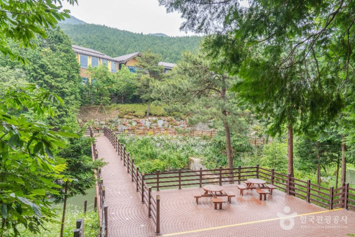팔영산 편백 치유의 숲 여행 추천 - 메고지고