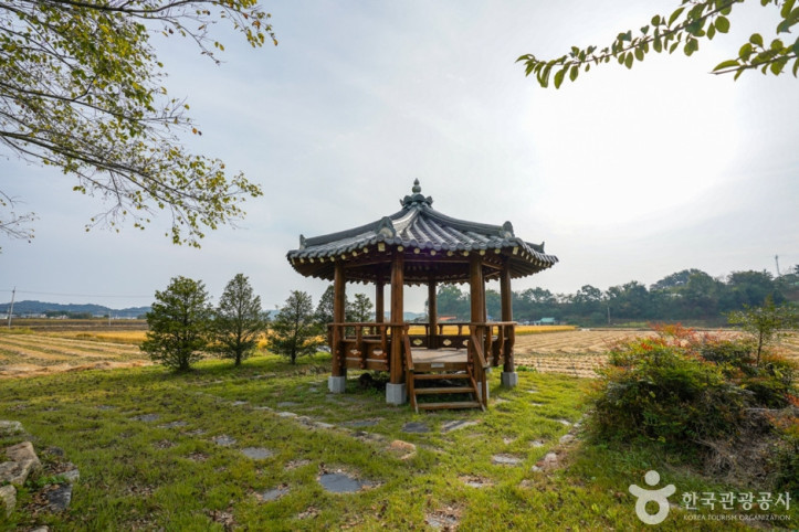 예천 금남리 황목근(팽나무) 여행 추천 - 메고지고