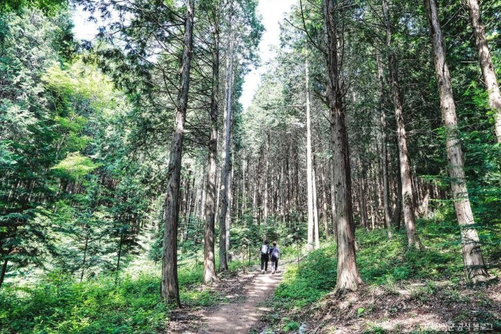 부귀 편백숲 삼림욕장 여행 추천 - 메고지고