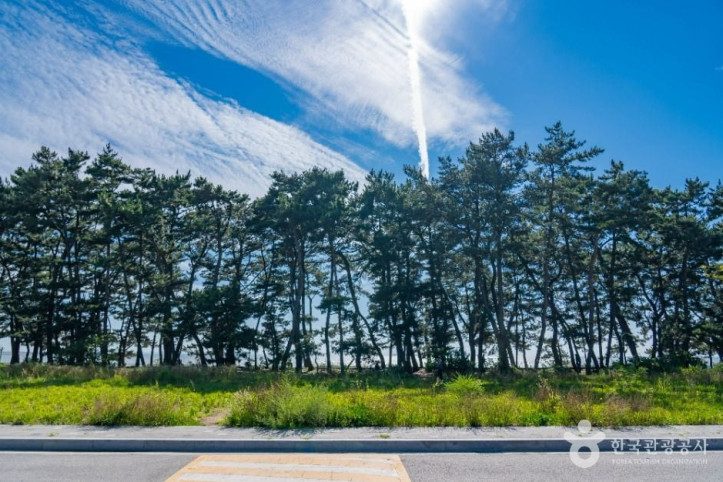 궁평해송군락지 여행 추천 - 메고지고