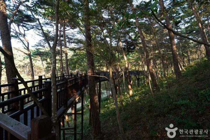 안면도자연휴양림 여행 추천 - 메고지고