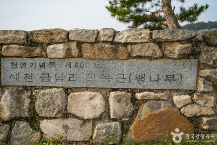 예천 금남리 황목근(팽나무) 여행 추천 - 메고지고