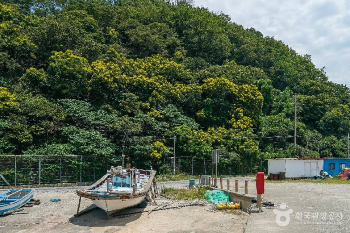 포항 발산리 모감주나무와 병아리꽃나무 군락 여행 추천 - 메고지고