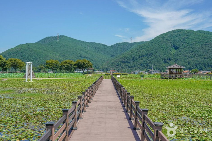 상리연꽃공원 여행 추천 - 메고지고