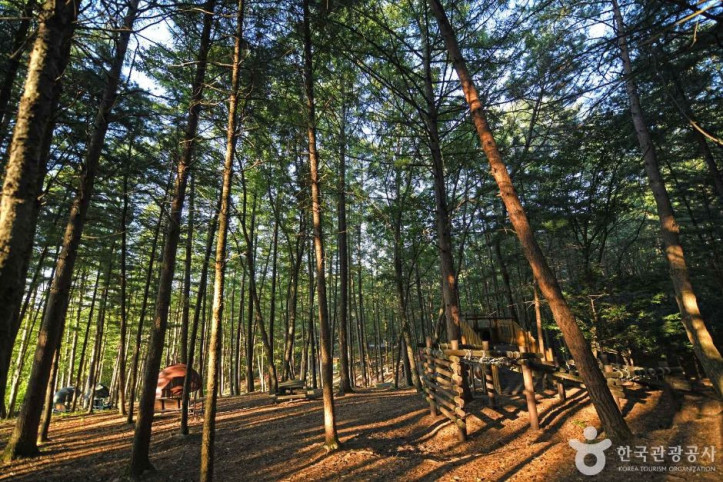 봉래산산림욕장 여행 추천 - 메고지고