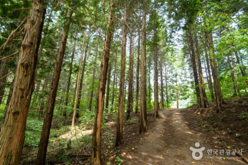 축령산 여행 추천 - 메고지고