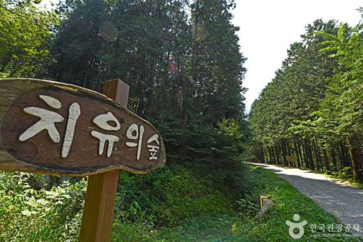 완주상관편백숲 여행 추천 - 메고지고