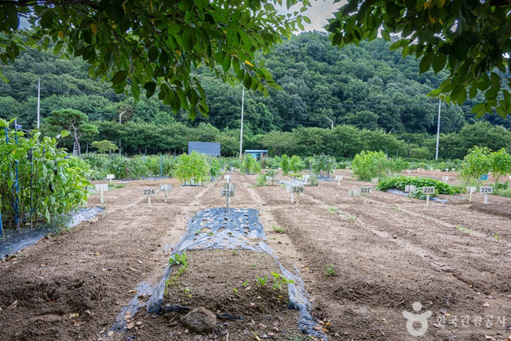 원두막주말농장 여행 추천 - 메고지고