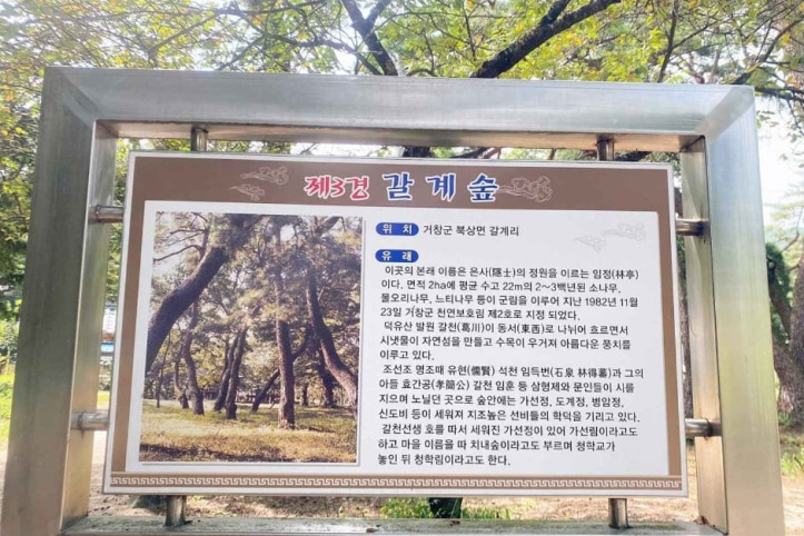 갈계숲 여행 추천 - 메고지고