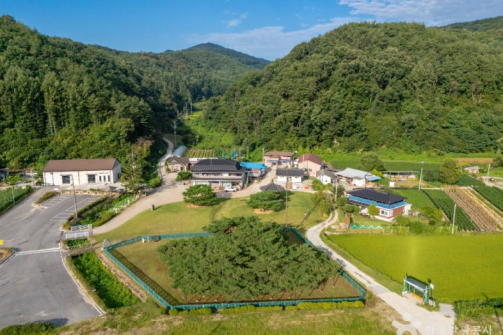 예천 천향리 석송령 여행 추천 - 메고지고