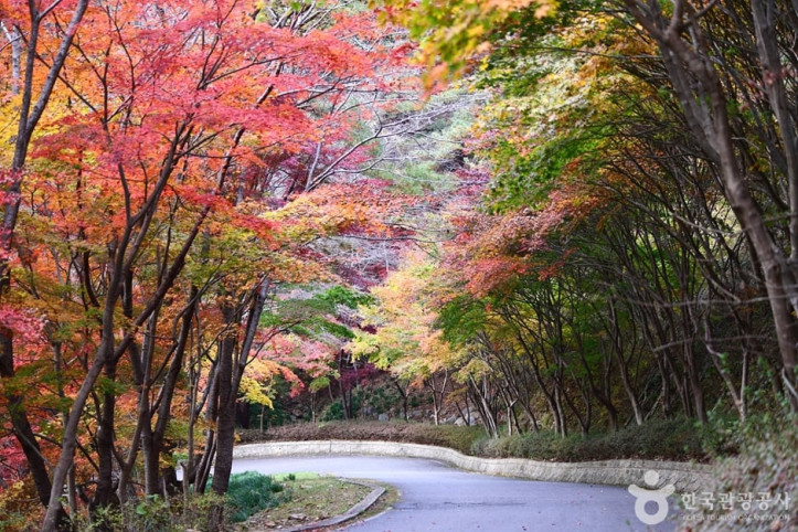 백아산자연휴양림 여행 추천 - 메고지고