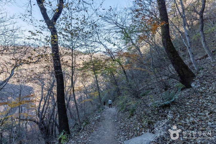내장산 굴거리나무군락 여행 추천 - 메고지고