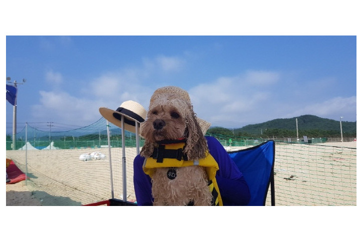 애견전용해수욕장 멍비치 여행 추천 - 메고지고