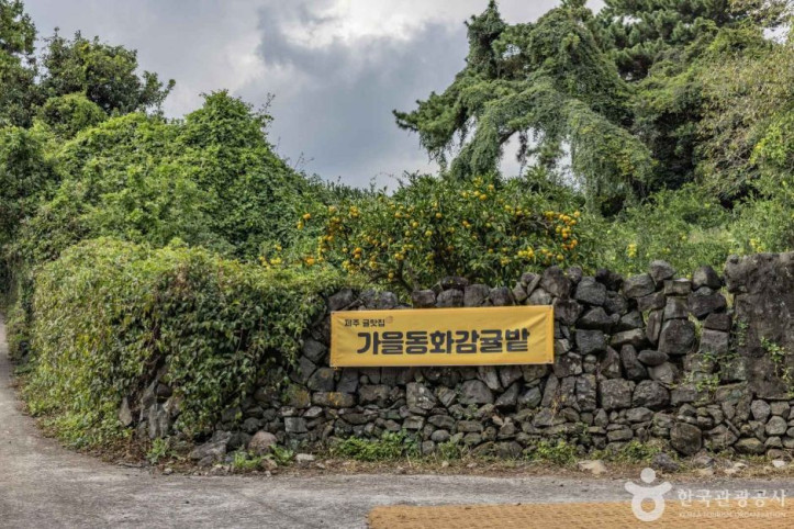 가을동화 감귤밭 여행 추천 - 메고지고