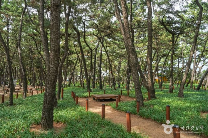 송도솔밭도시숲 여행 추천 - 메고지고