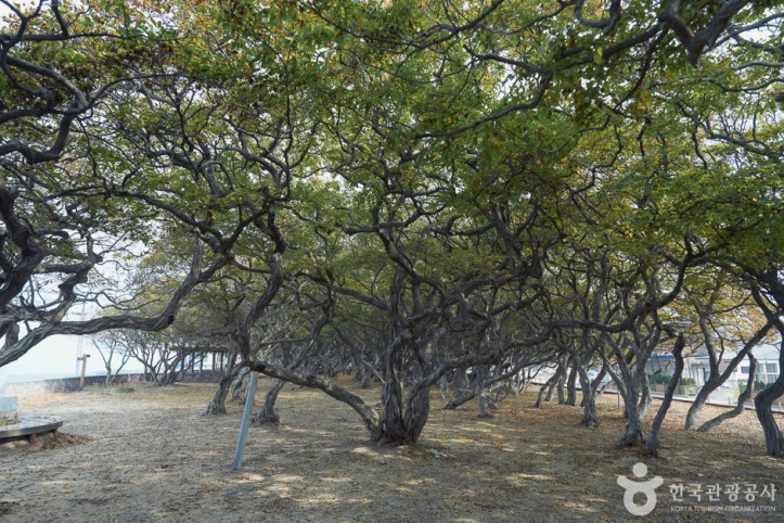소사나무 군락지 여행 추천 - 메고지고