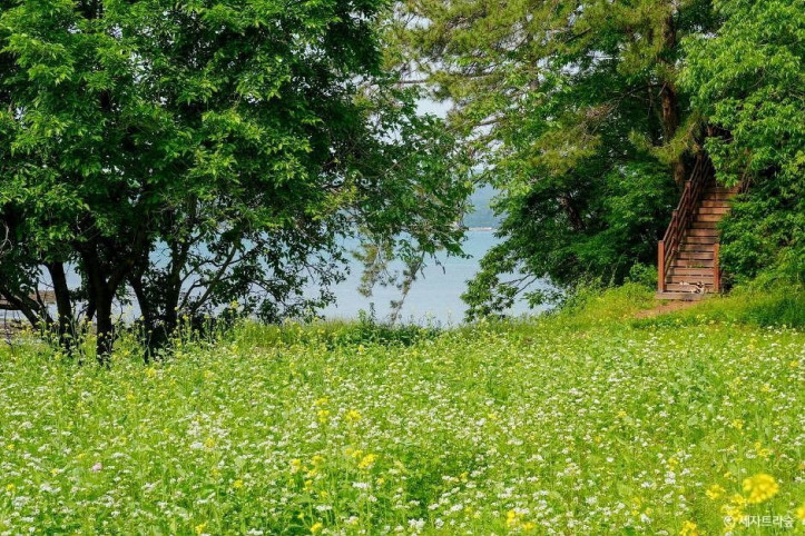 통영RCE세자트라숲 여행 추천 - 메고지고