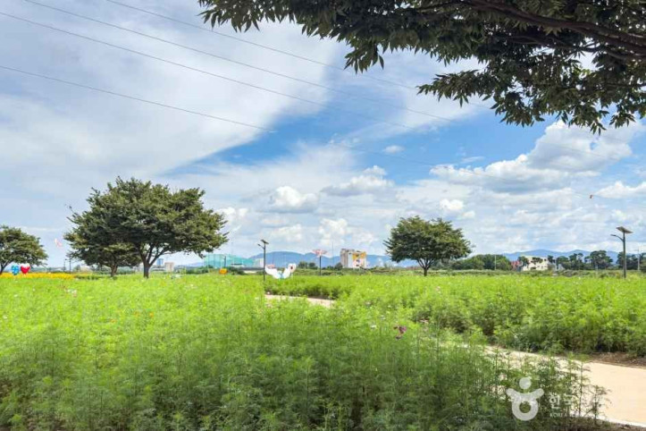 경산 하양경관농업단지 여행 추천 - 메고지고