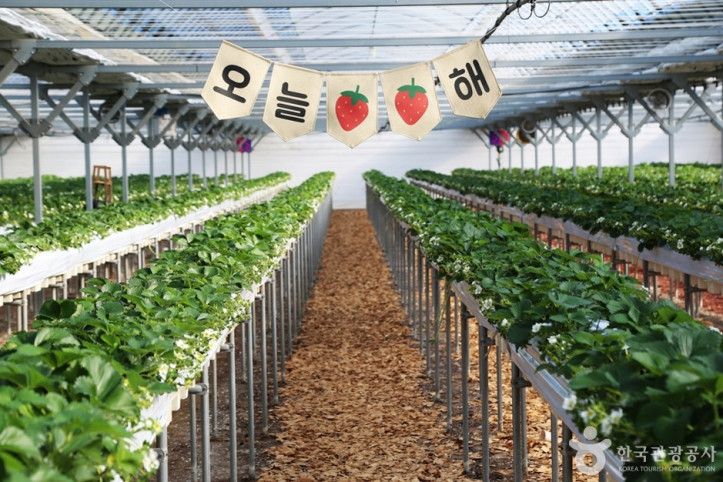 김해가야딸기테마파크 여행 추천 - 메고지고