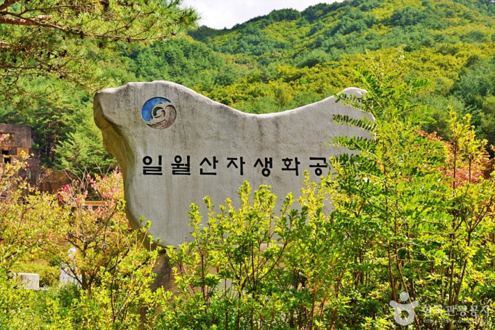 일월산 자생화공원 여행 추천 - 메고지고
