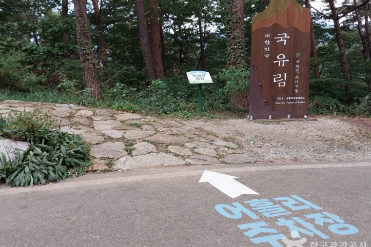 국립대관령자연휴양림 여행 추천 - 메고지고