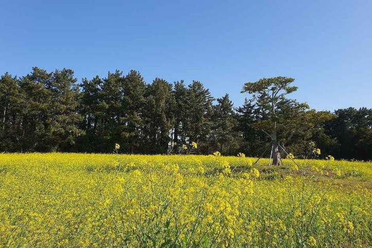 제주 항파두리 항몽 유적 여행 추천 - 메고지고