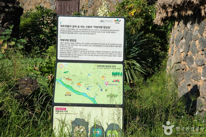 신풍리 밭담길 여행 추천 - 메고지고