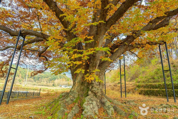 남원 진기리 느티나무 여행 추천 - 메고지고