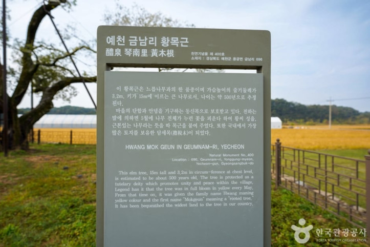 예천 금남리 황목근(팽나무) 여행 추천 - 메고지고