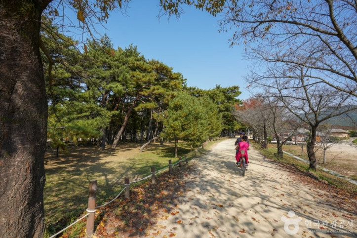 만송정 숲 여행 추천 - 메고지고