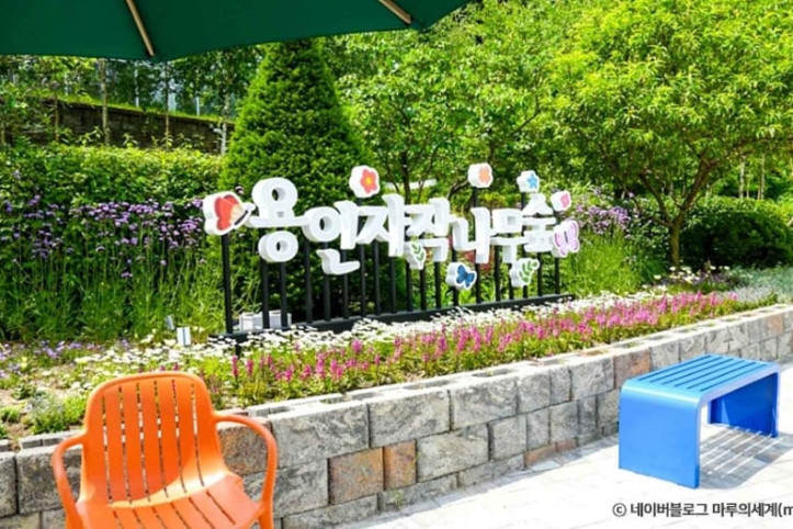 용인자작나무숲 여행 추천 - 메고지고