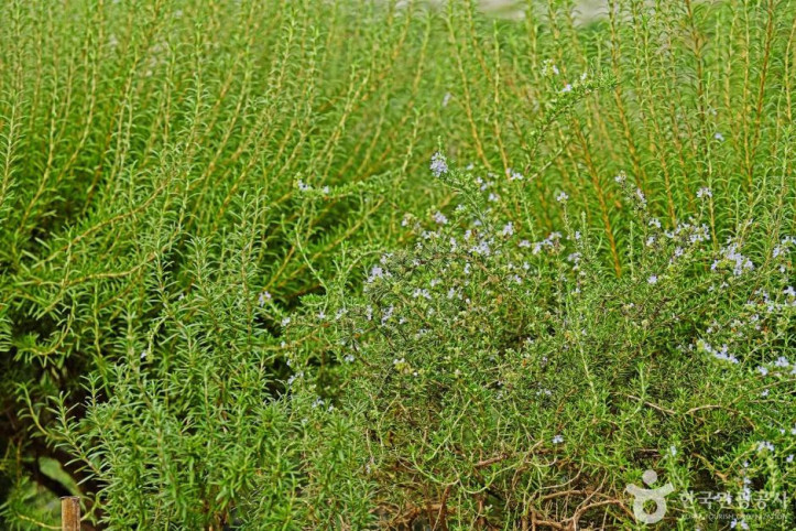 원평허브농원 여행 추천 - 메고지고