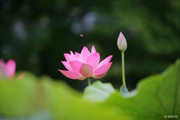 밀양연꽃단지 여행 추천 - 메고지고