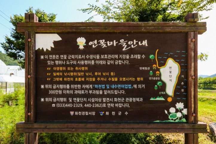서오지리 연꽃단지 여행 추천 - 메고지고