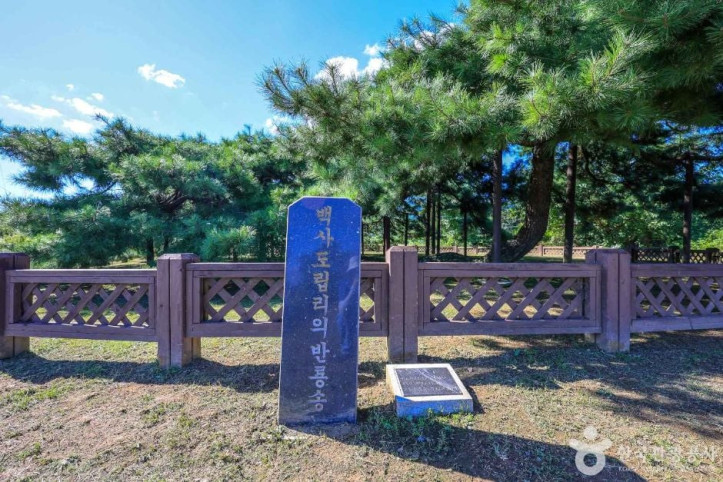 이천 도립리 반룡송 여행 추천 - 메고지고