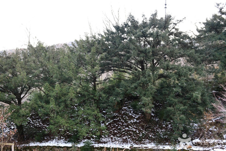 개천사 비자나무숲 여행 추천 - 메고지고