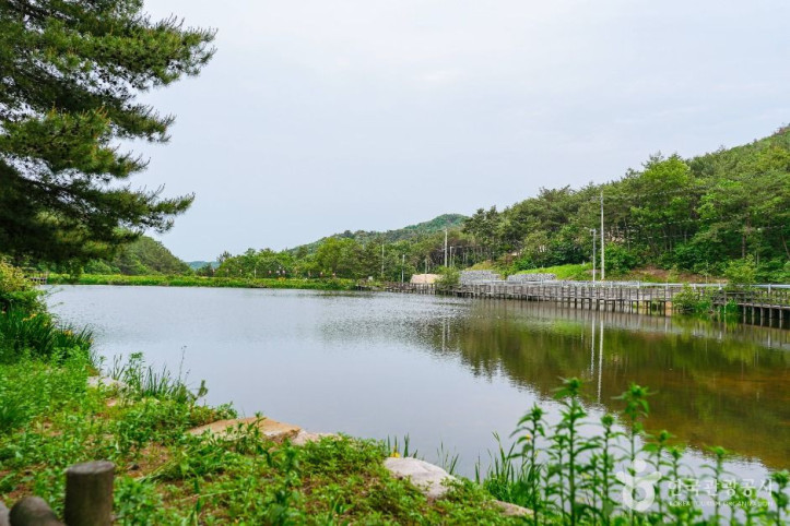 북구 편백산림욕장 여행 추천 - 메고지고