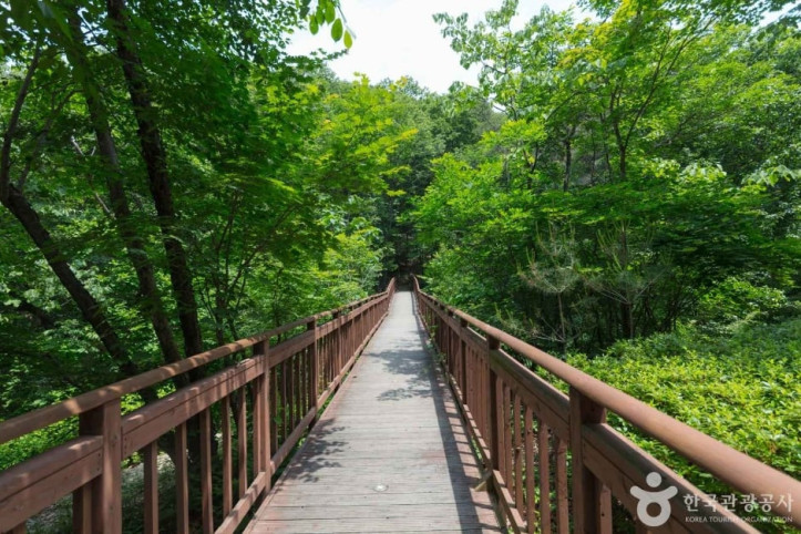 국립 용화산자연휴양림 여행 추천 - 메고지고