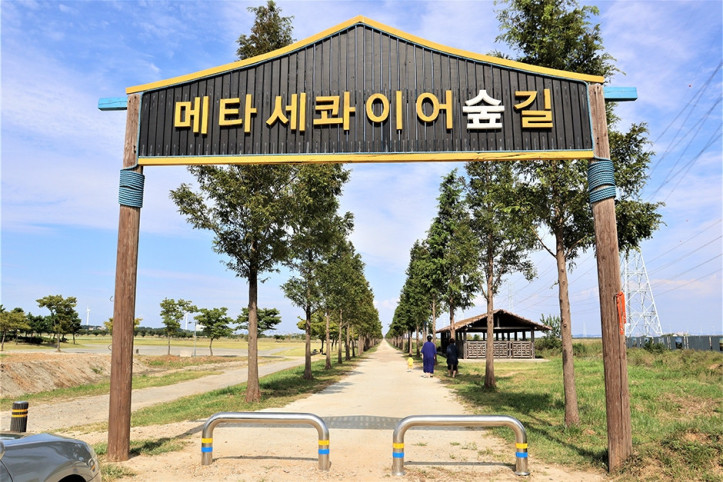 대부도 메타세콰이어길 여행 추천 - 메고지고