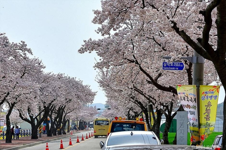 맹방 벚꽃길 여행 추천 - 메고지고