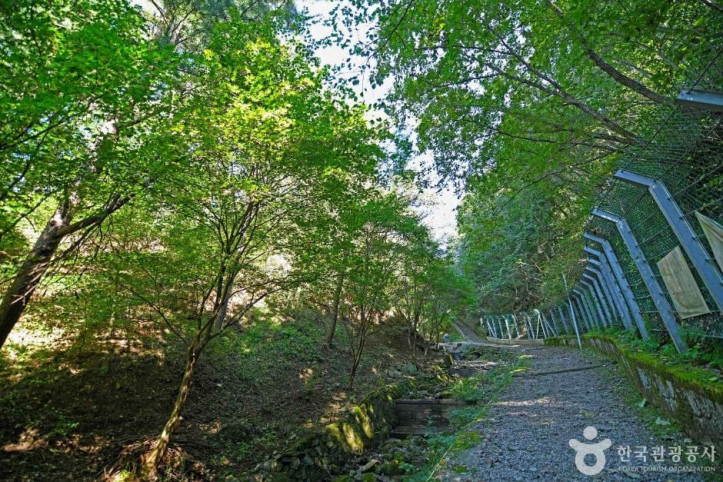 낭천산림욕장 여행 추천 - 메고지고