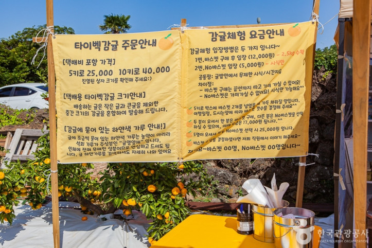 달달미깡감귤밭 여행 추천 - 메고지고