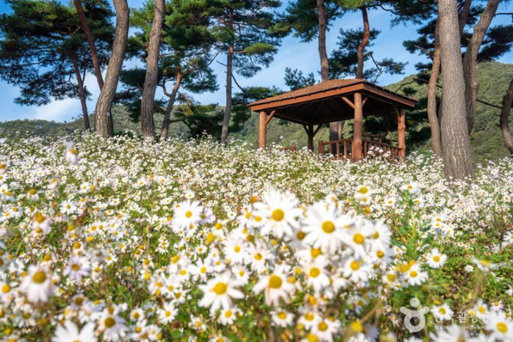 정읍 구절초 지방정원 여행 추천 - 메고지고