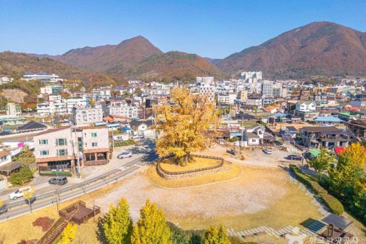 영월 하송리 은행나무 여행 추천 - 메고지고