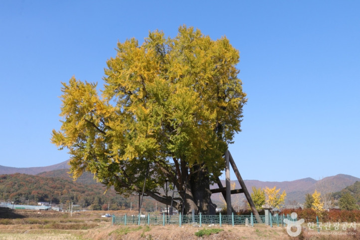 울주 구량리 은행나무 여행 추천 - 메고지고