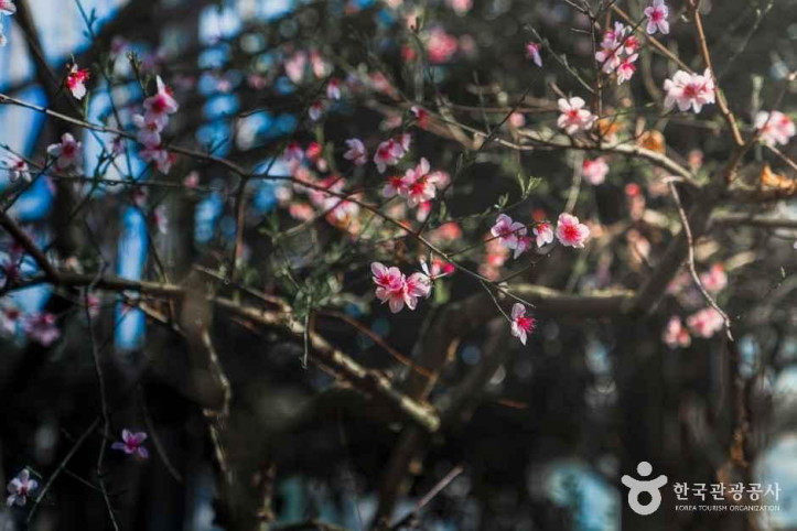 화성시 우리꽃식물원 여행 추천 - 메고지고