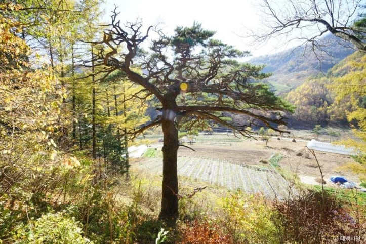 사내골소나무 여행 추천 - 메고지고
